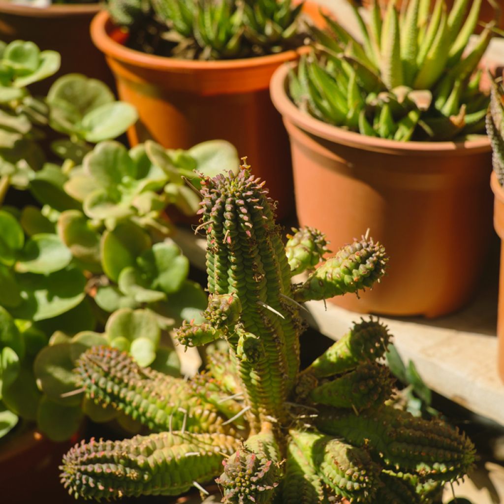 Euphorbia mammillaris