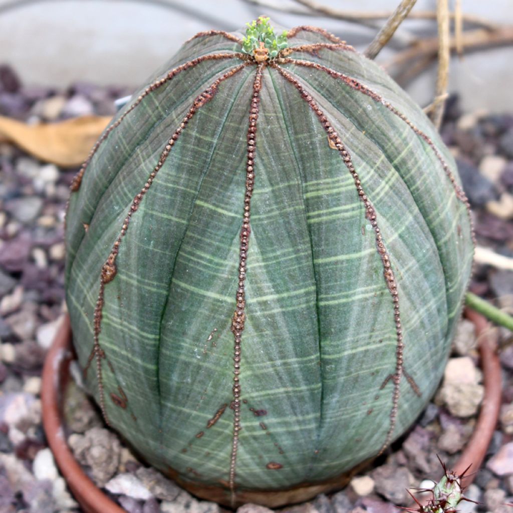 Euphorbia meloformis