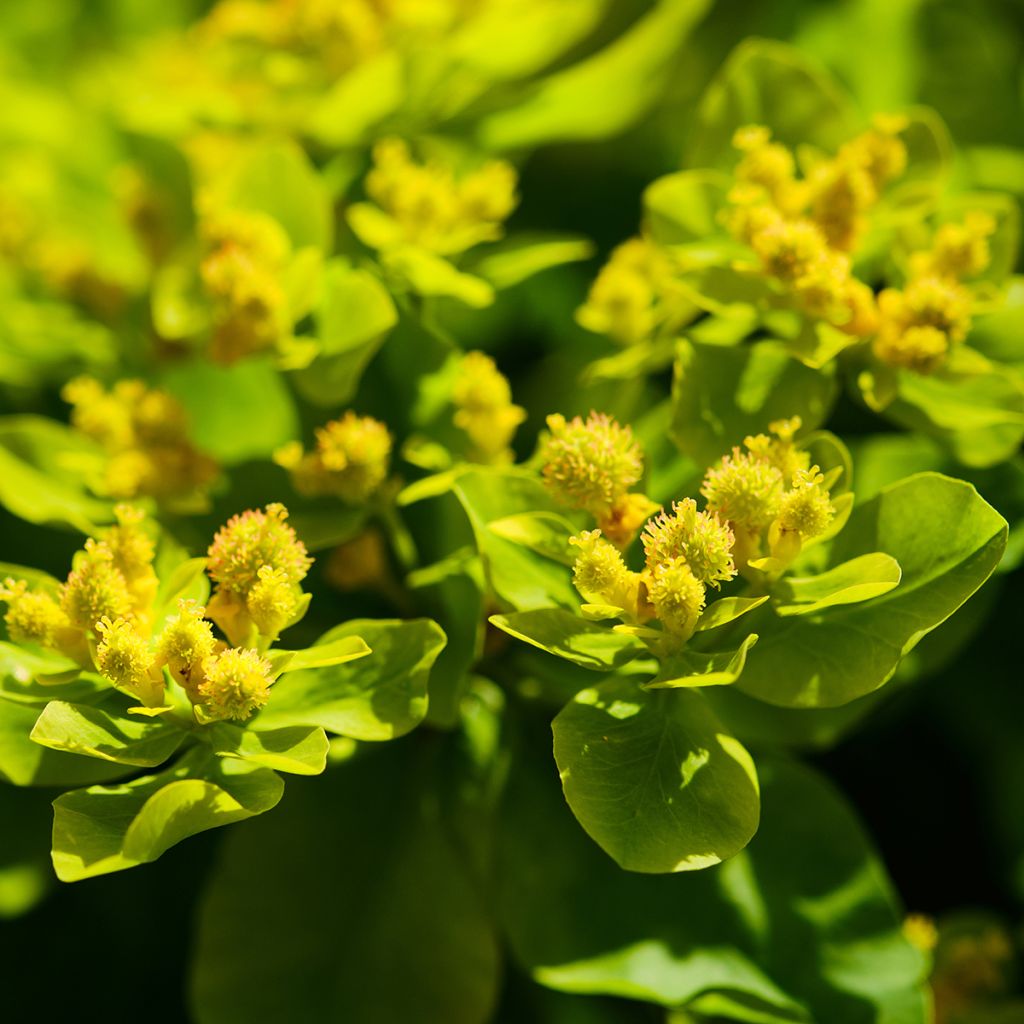 Eufórbia-dos-pântanos - Euphorbia palustris