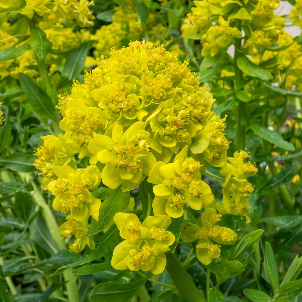 Eufórbia-dos-pântanos - Euphorbia palustris