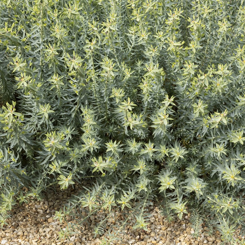 Euphorbia pithyusa