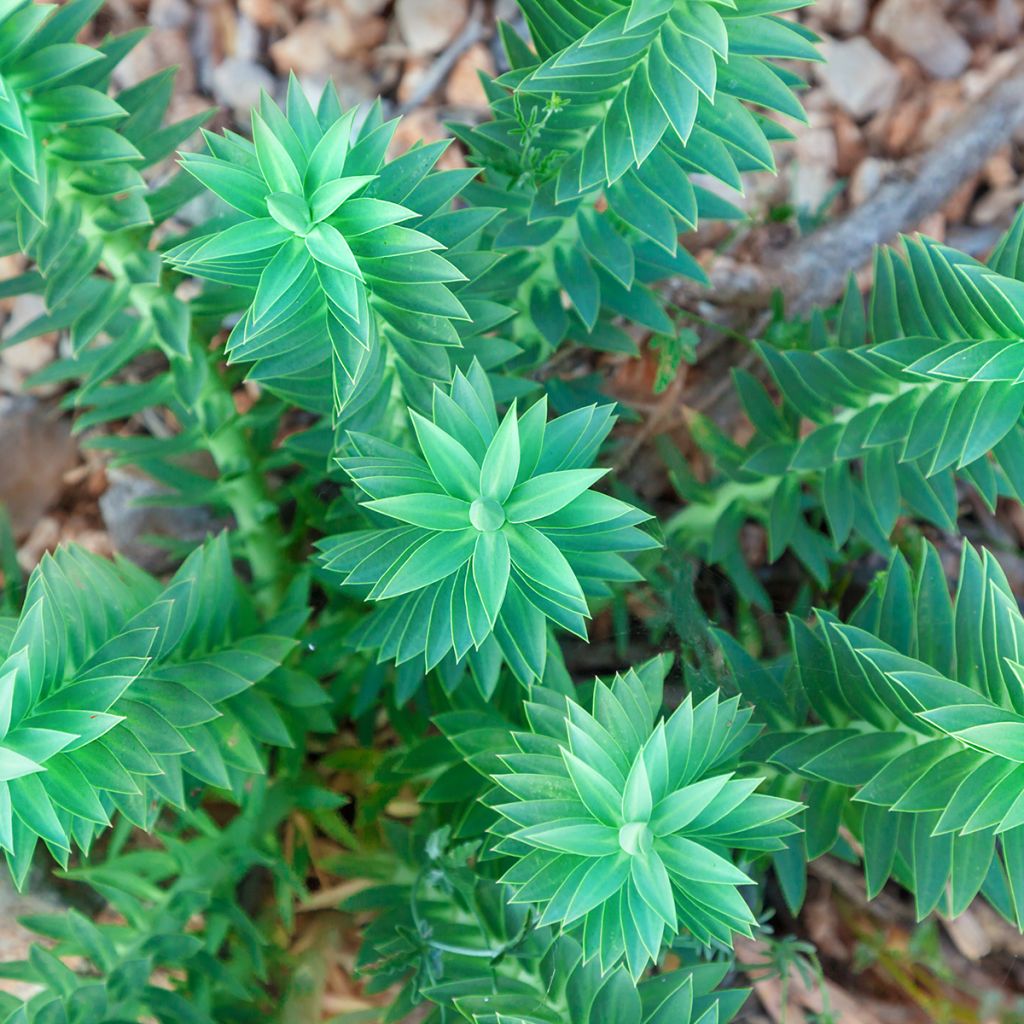 Euphorbia pithyusa
