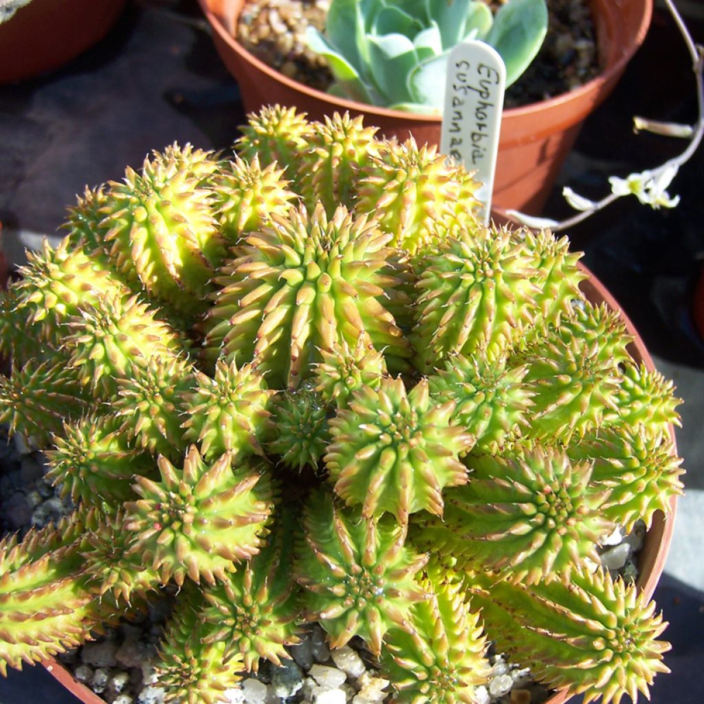 Euphorbia suzannae