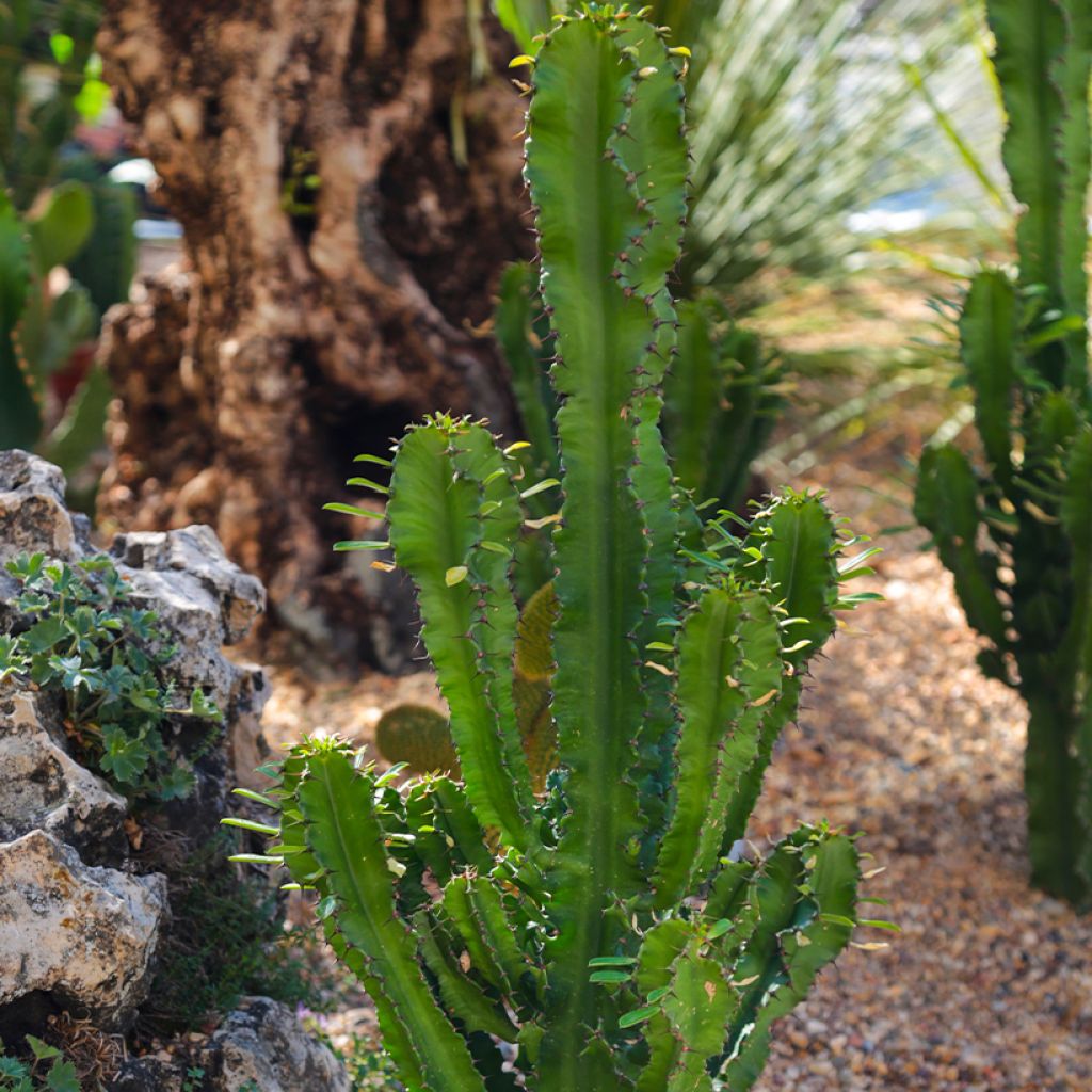 Euphorbia trigona