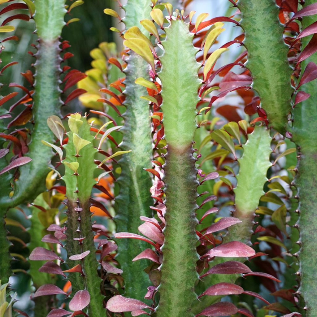 Euphorbia trigona f. rubra