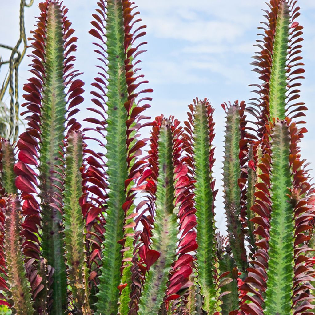 Euphorbia trigona f. rubra