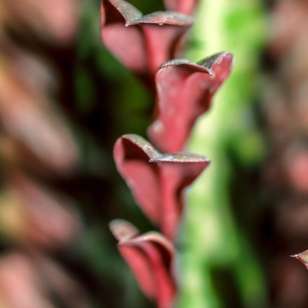 Euphorbia trigona f. rubra