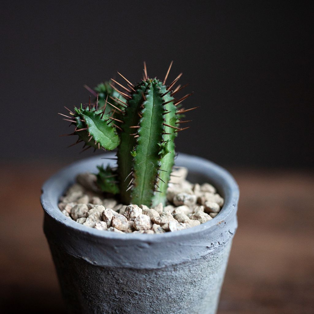 Euphorbia enopla - Euphorbe cactus