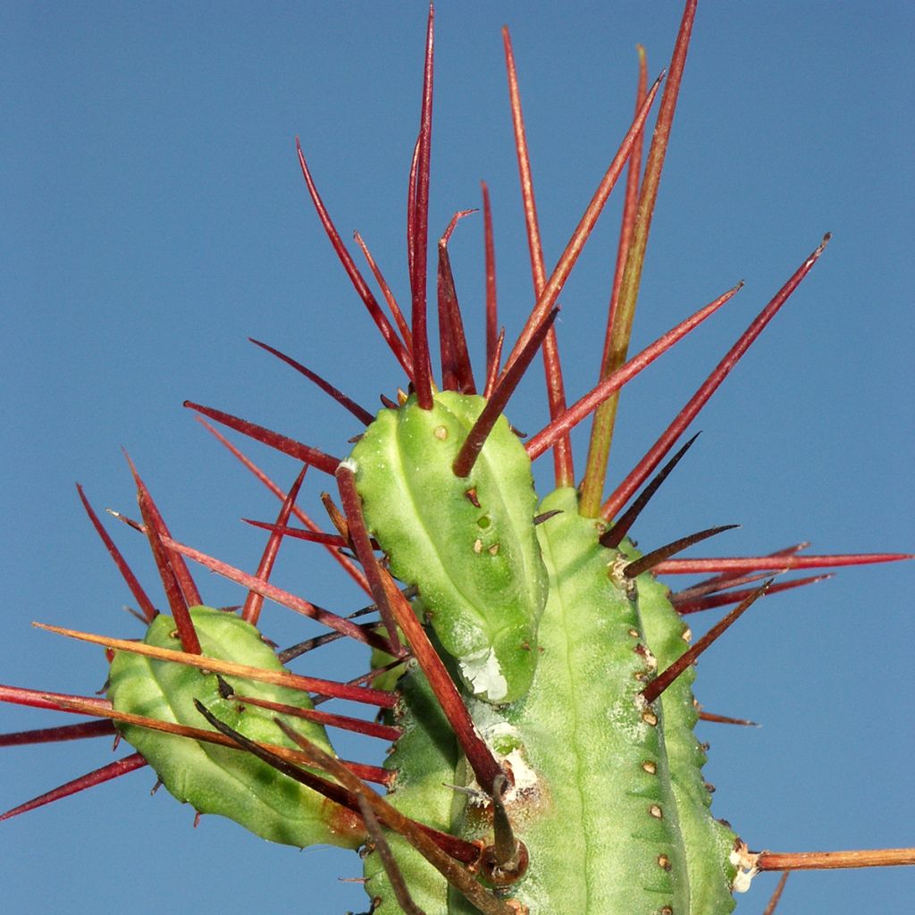 Euphorbia enopla - Euphorbe cactus