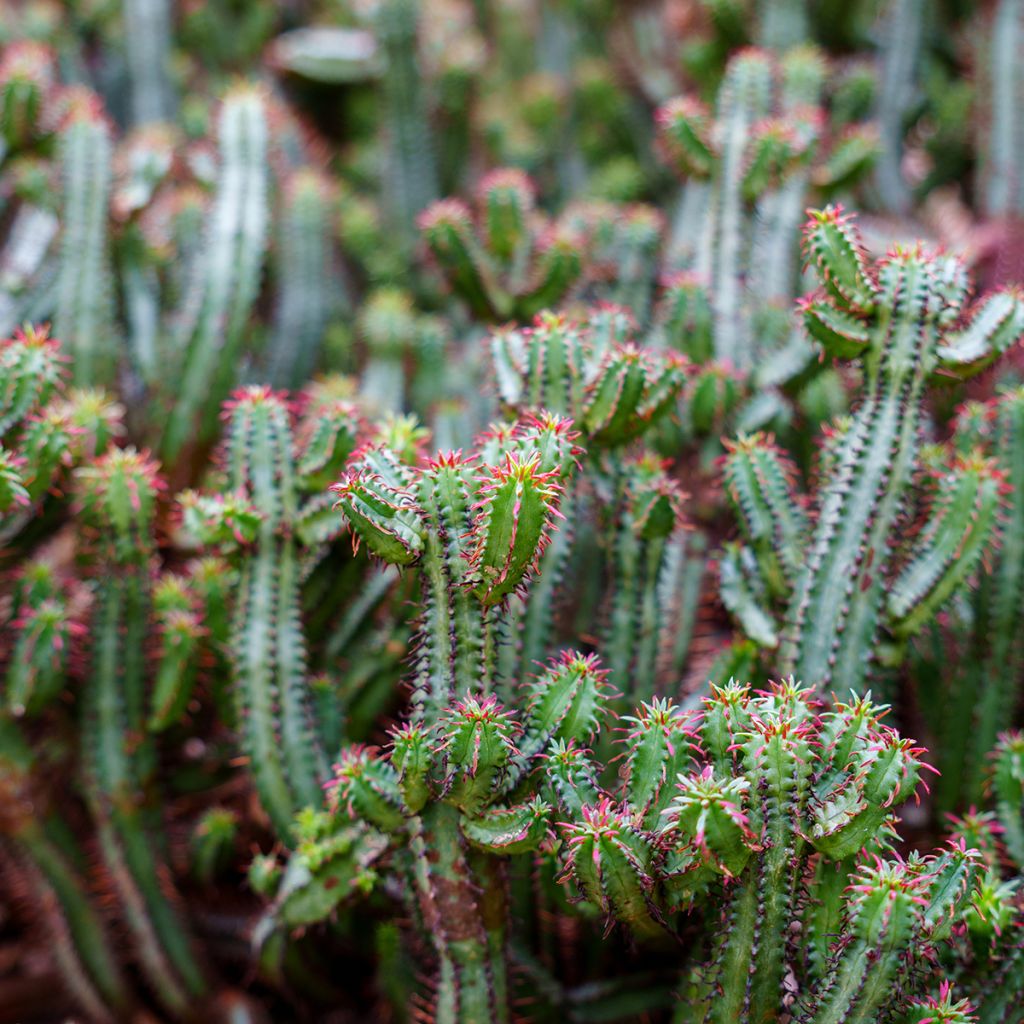 Euphorbia enopla - Euphorbe cactus
