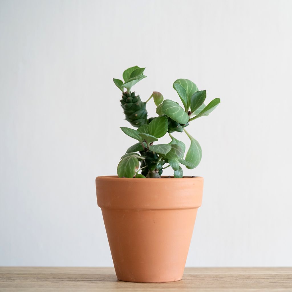 Euphorbia ritchiei - Euphorbe succulente