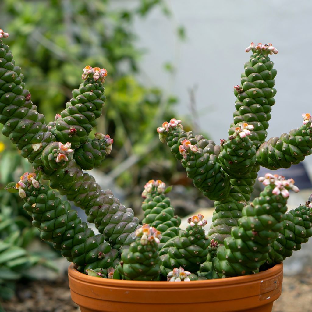 Euphorbia ritchiei - Euphorbe succulente