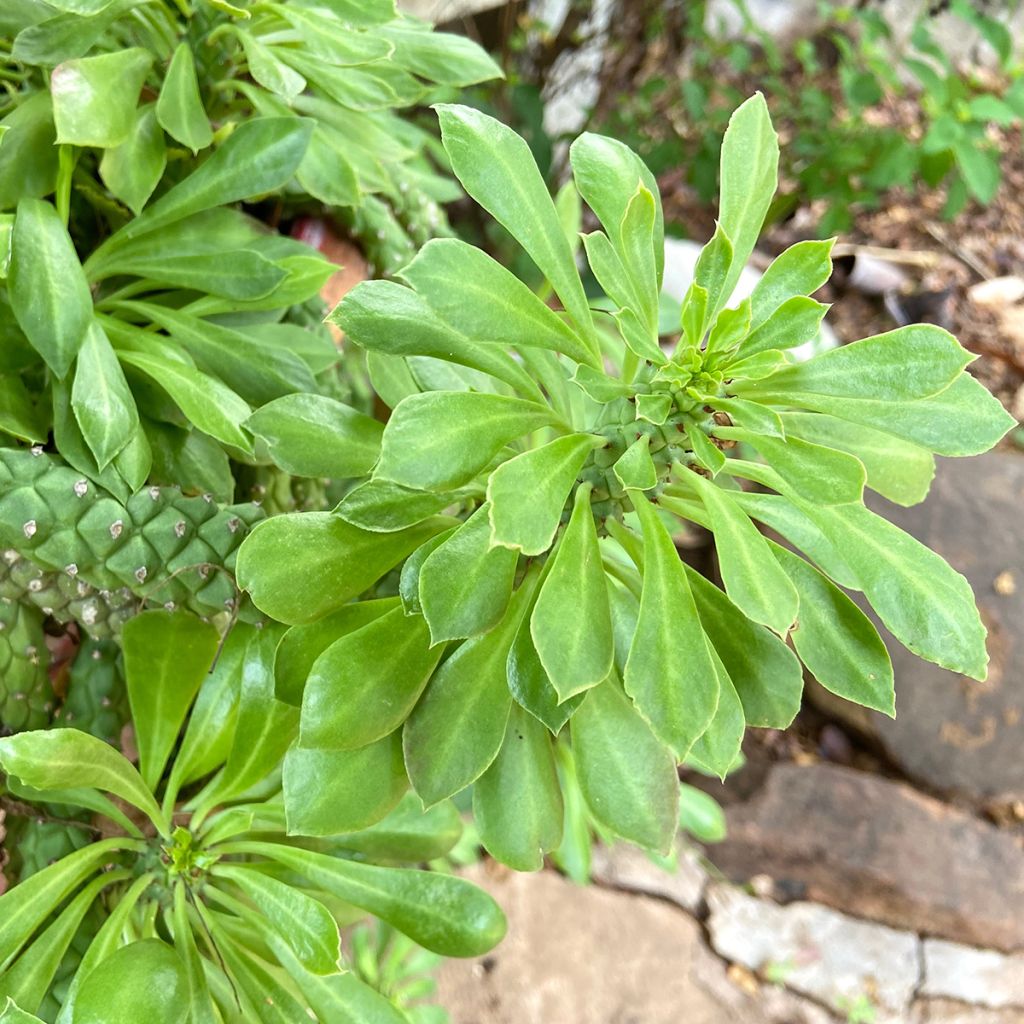 Euphorbia ritchiei - Euphorbe succulente