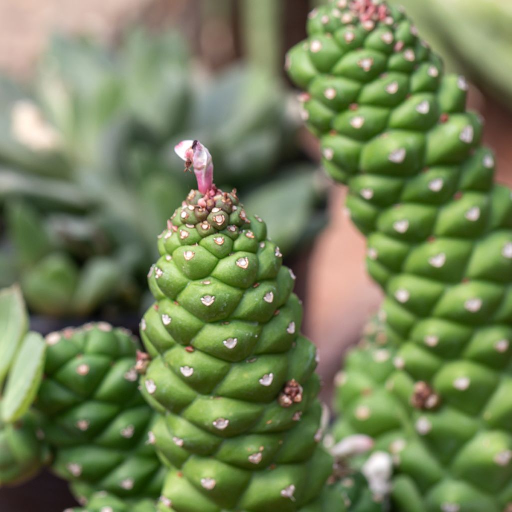 Euphorbia ritchiei - Euphorbe succulente