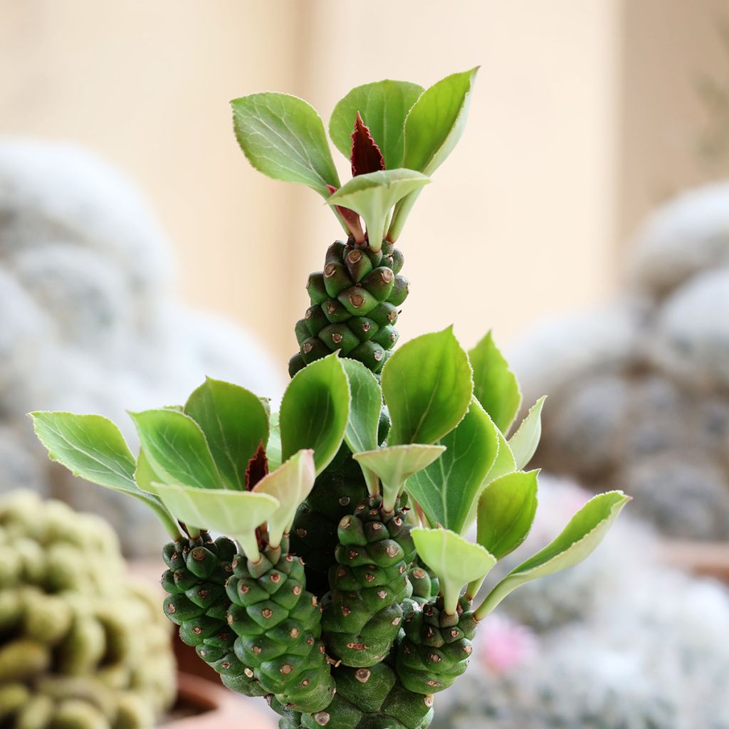 Euphorbia ritchiei - Euphorbe succulente