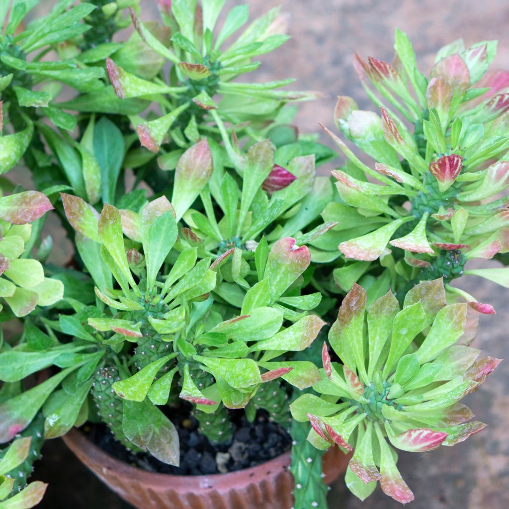 Euphorbia ritchiei - Euphorbe succulente