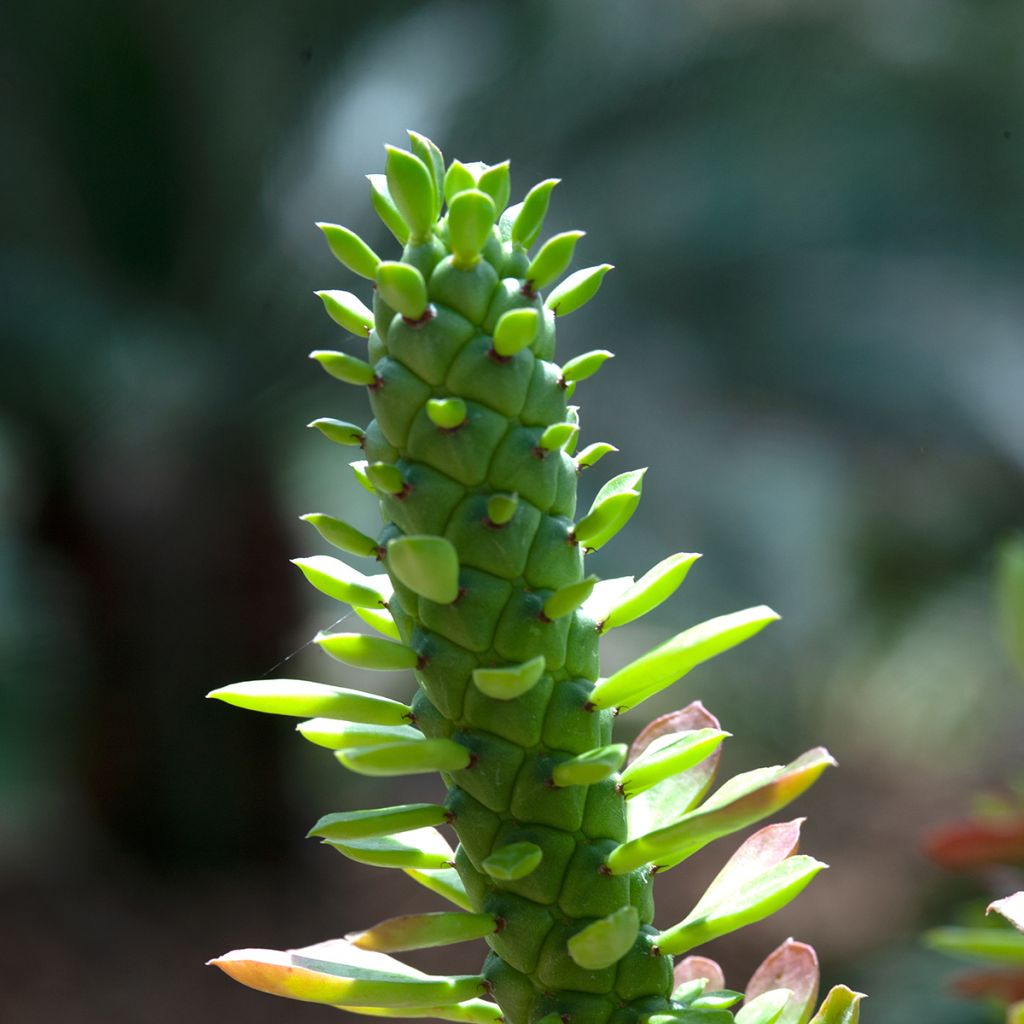 Euphorbia ritchiei - Euphorbe succulente