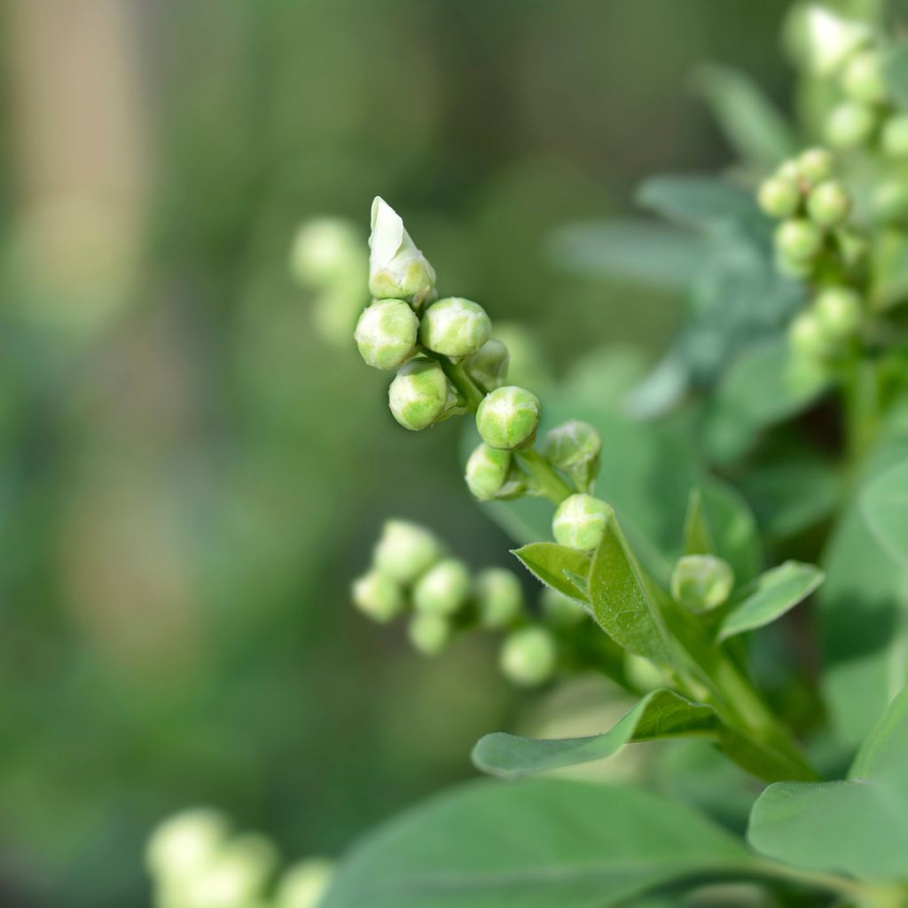 Exochorda racemosa Blushing Pearl