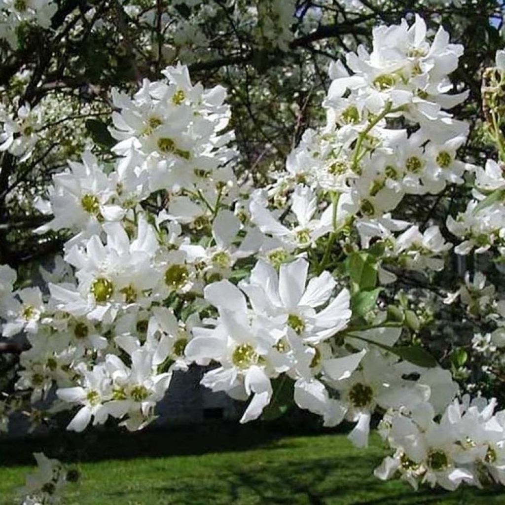 Exochorda serratifolia Snow White