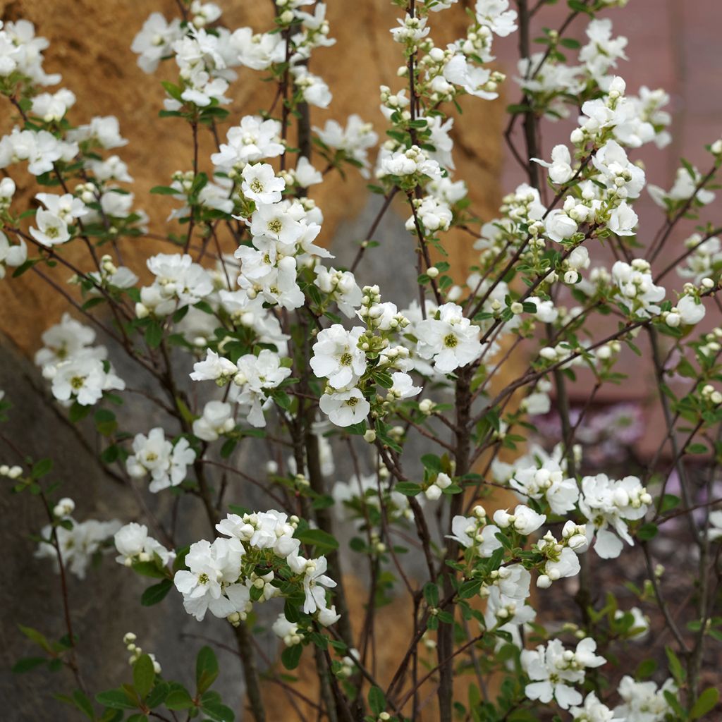 Exochorda macrantha The Bride