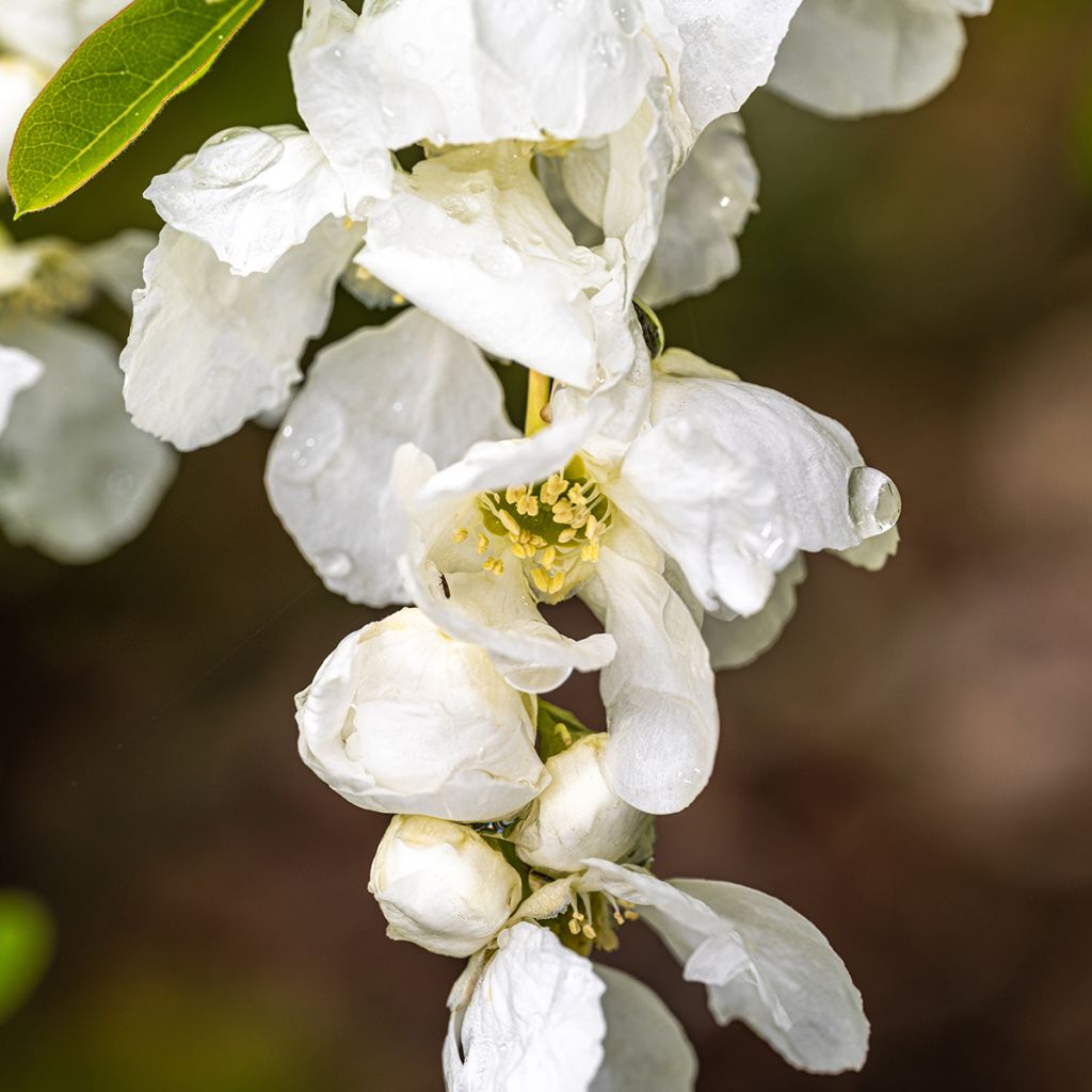 Exochorda macrantha The Bride