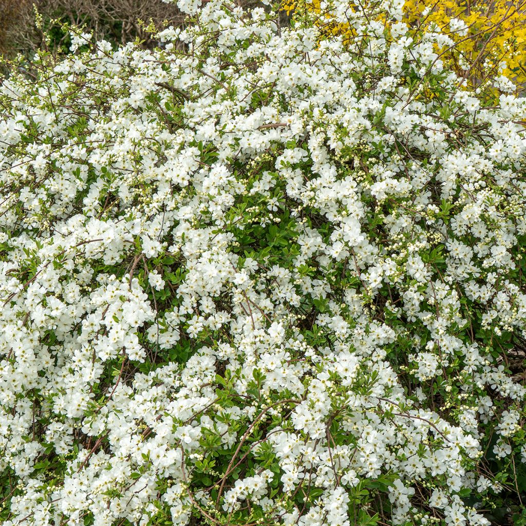 Exochorda macrantha The Bride