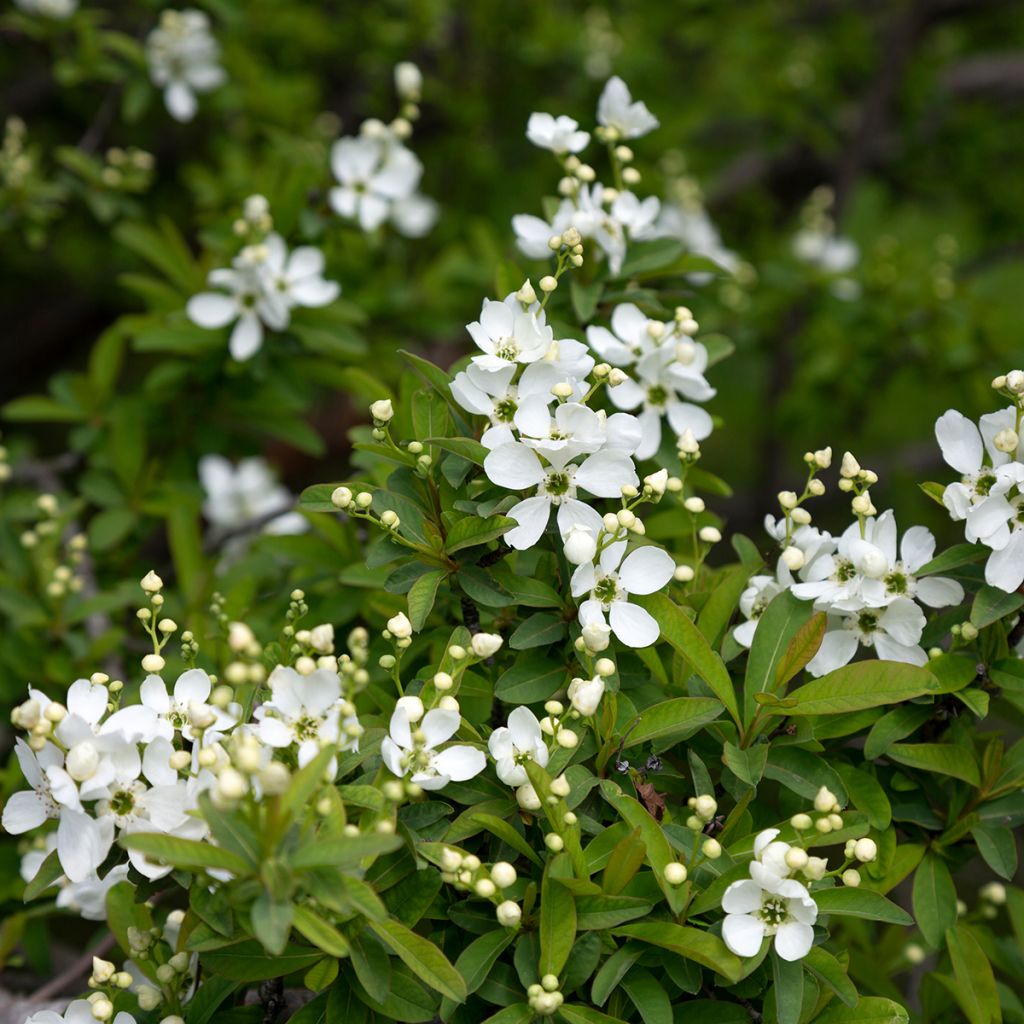 Exochorda macrantha The Bride