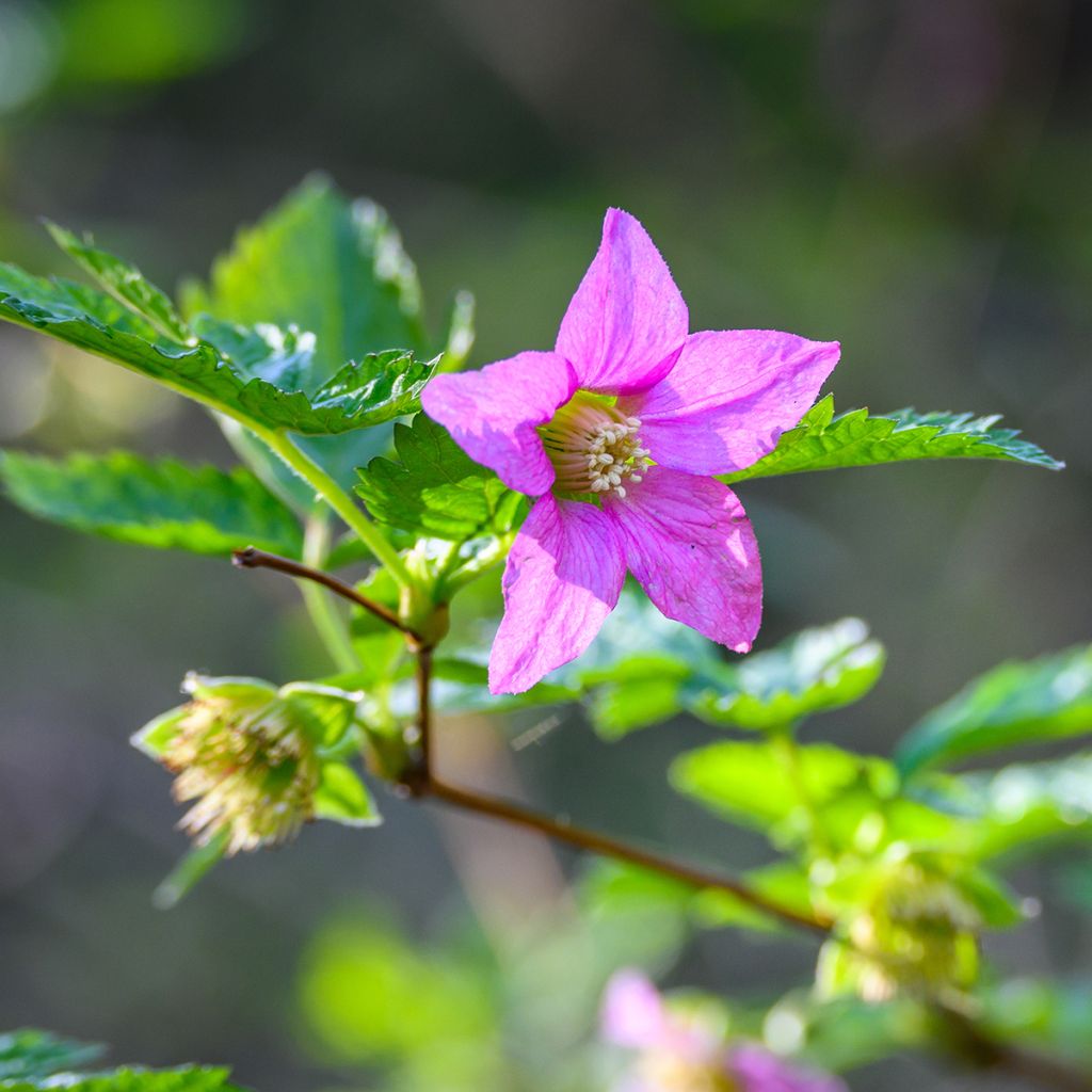 Rubus spectabilis 'Pacific Rose' - Amora-preta