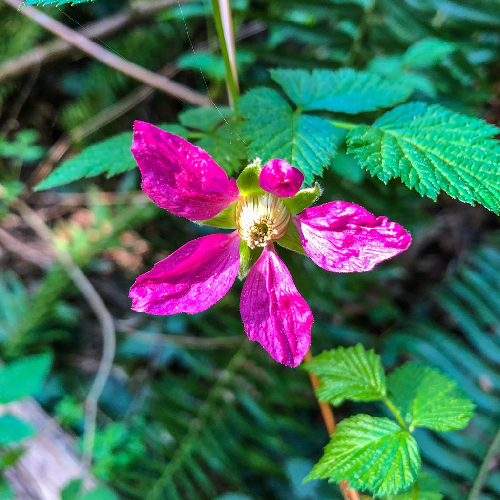 Rubus spectabilis 'Pacific Rose' - Amora-preta