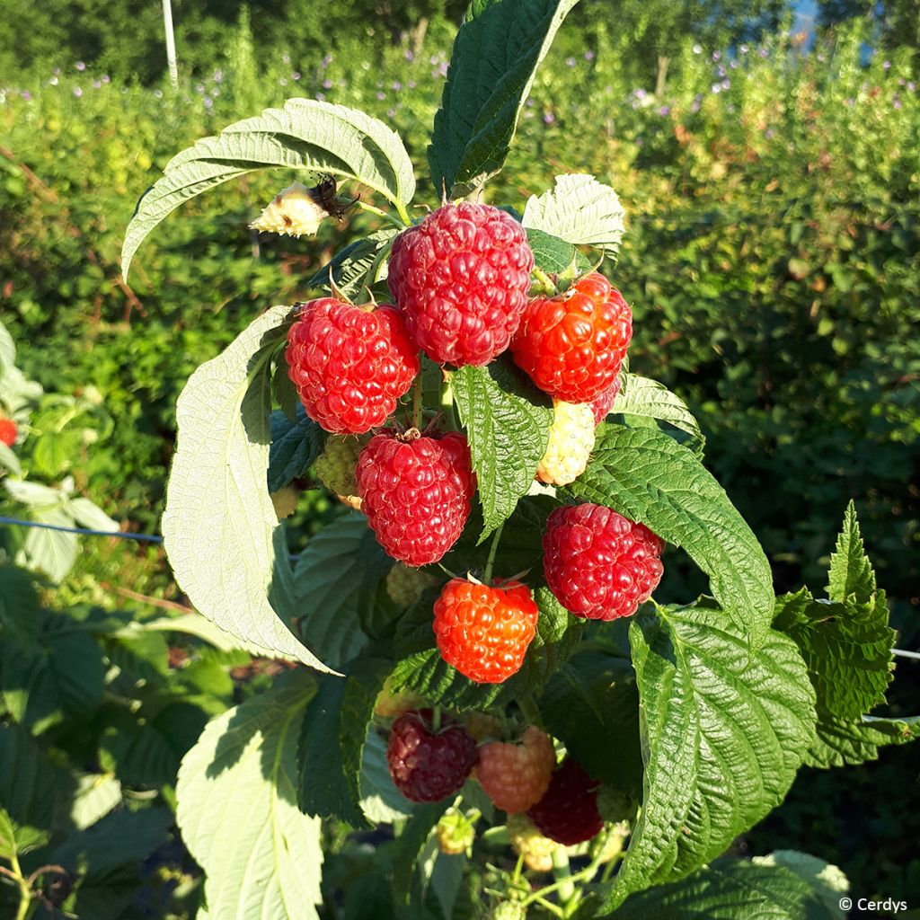 Framboeseiro Primeberry Autumn Fleshy - Rubus idaeus
