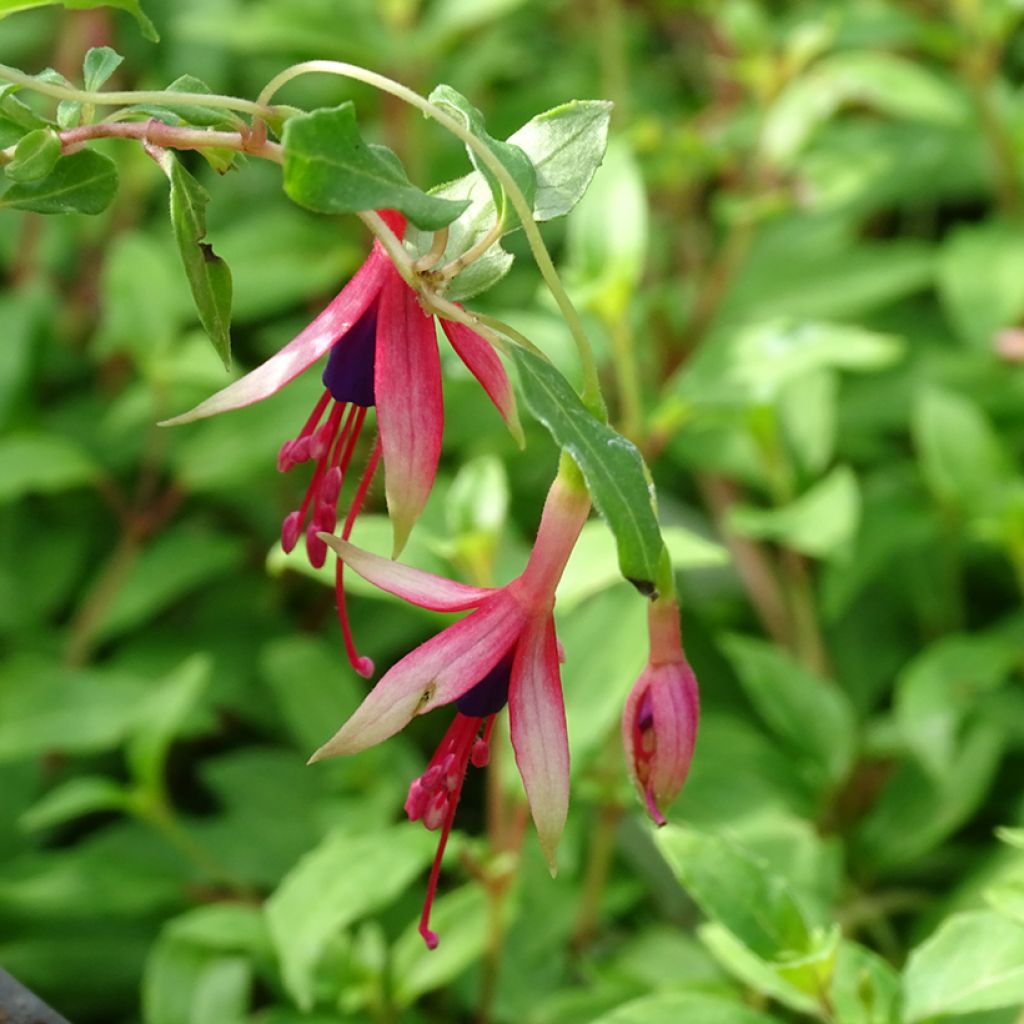 Fuchsia magellanica