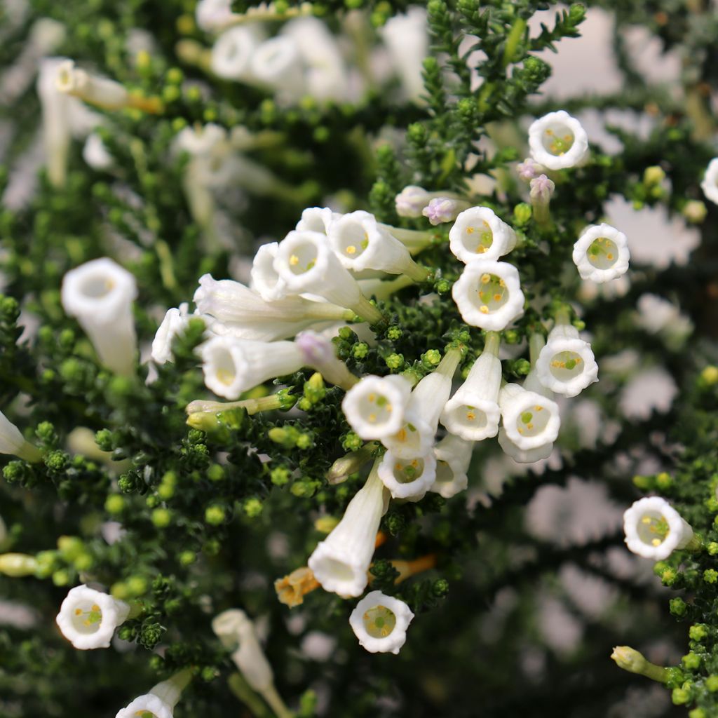 Fabiana imbricata Alba