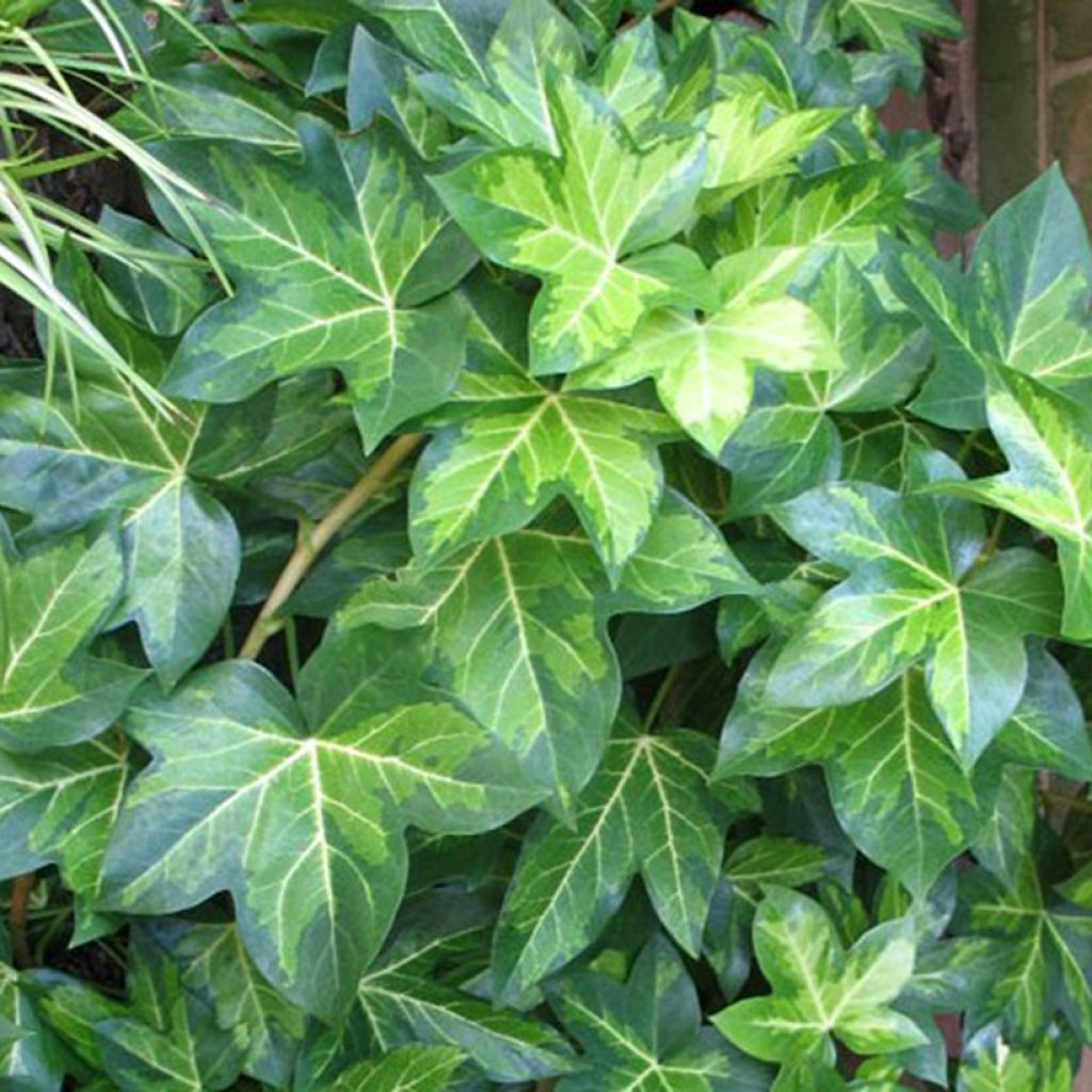 Fatshedera lizei Annemieke