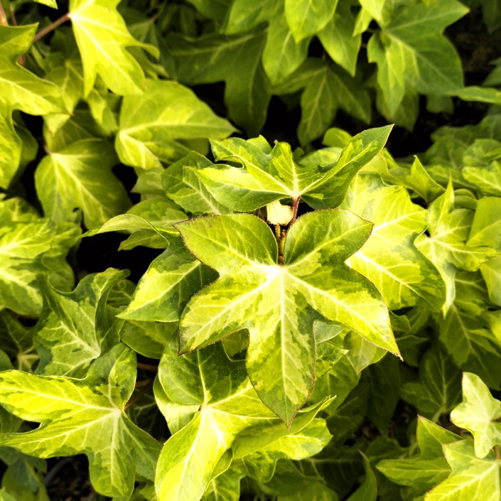 Fatshedera lizei Annemieke