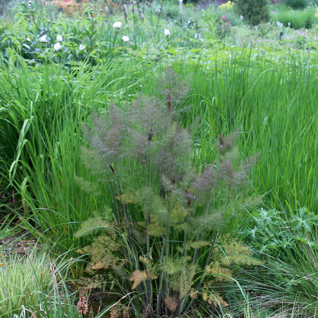 Foeniculum vulgare Bronze