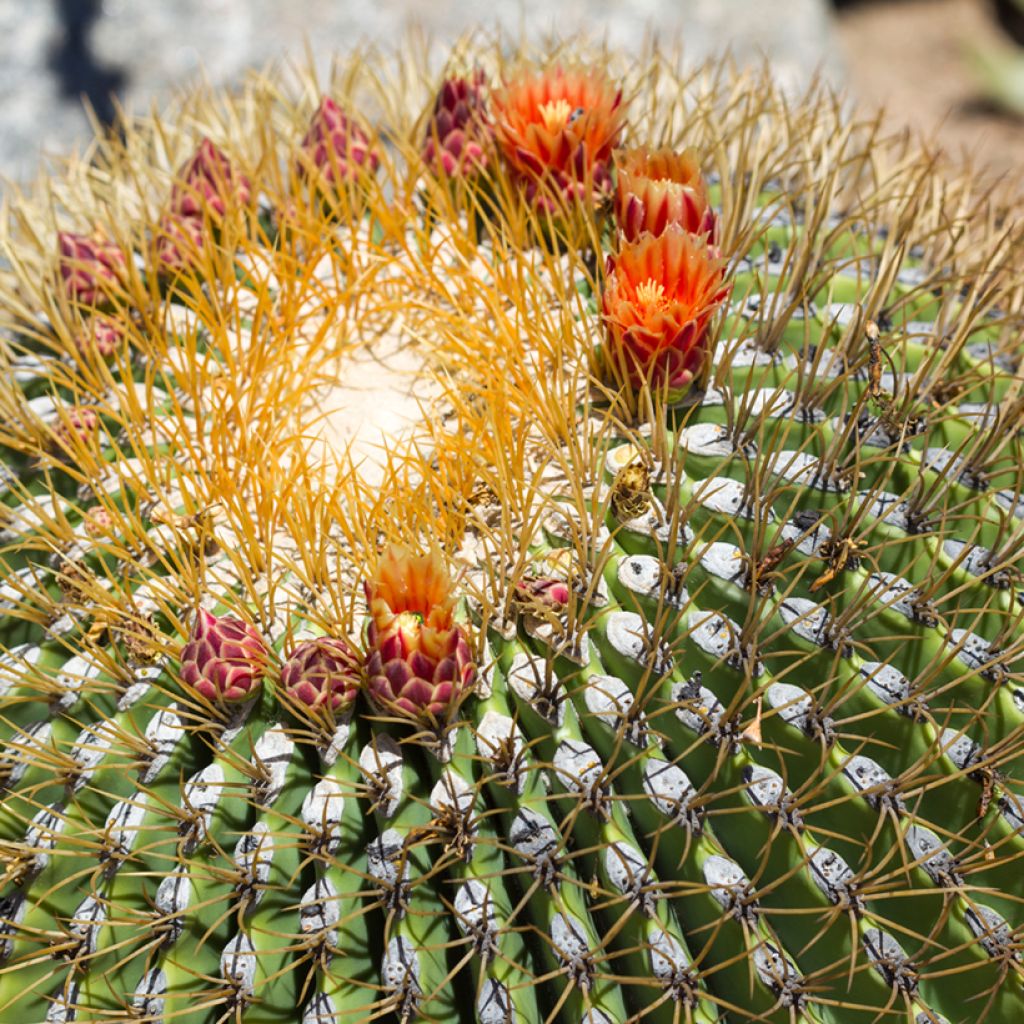 Ferocactus emoryi