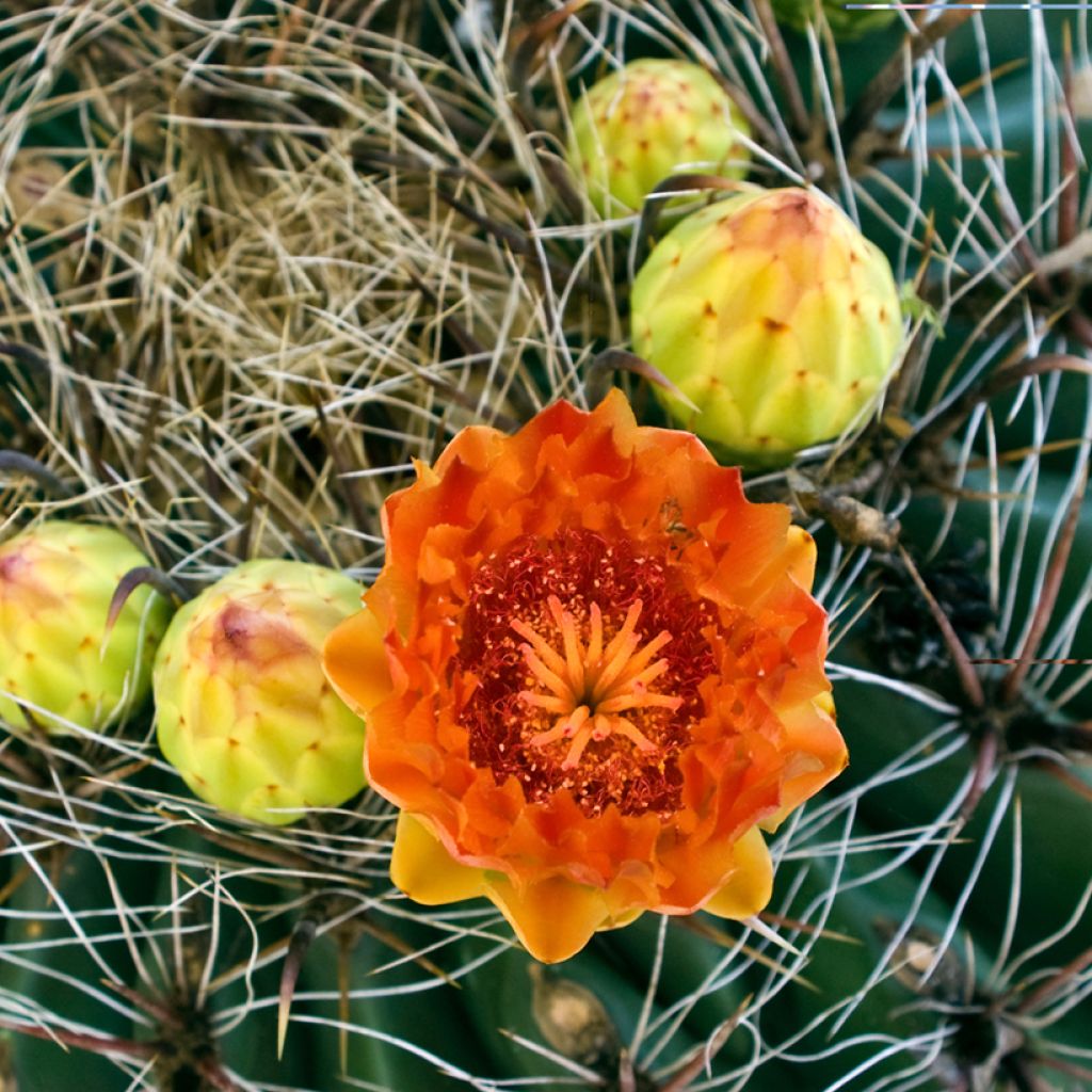 Ferocactus emoryi