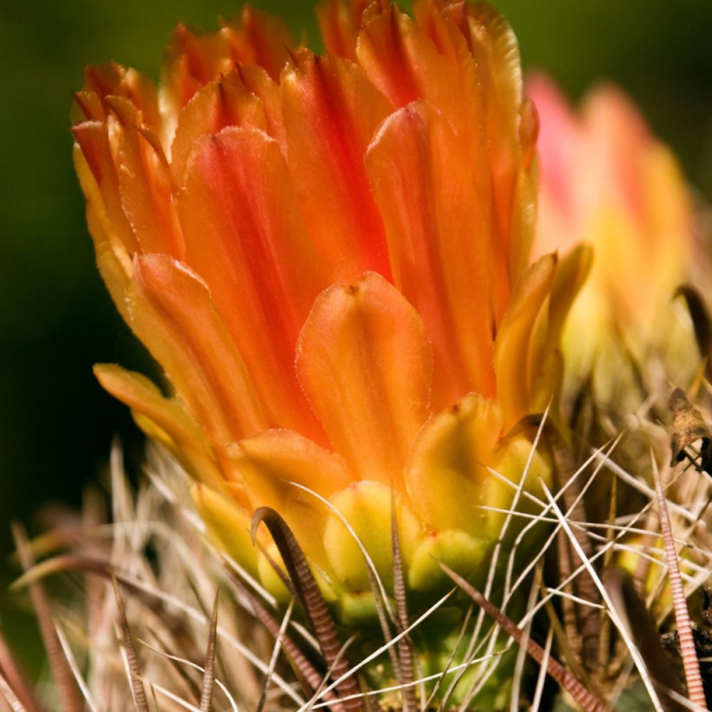 Ferocactus emoryi