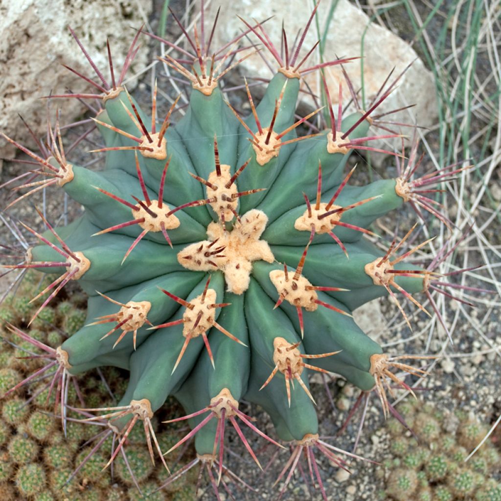 Ferocactus emoryi