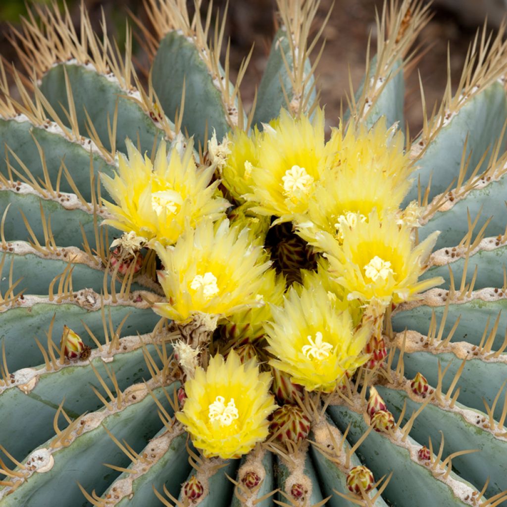 Ferocactus glaucescens