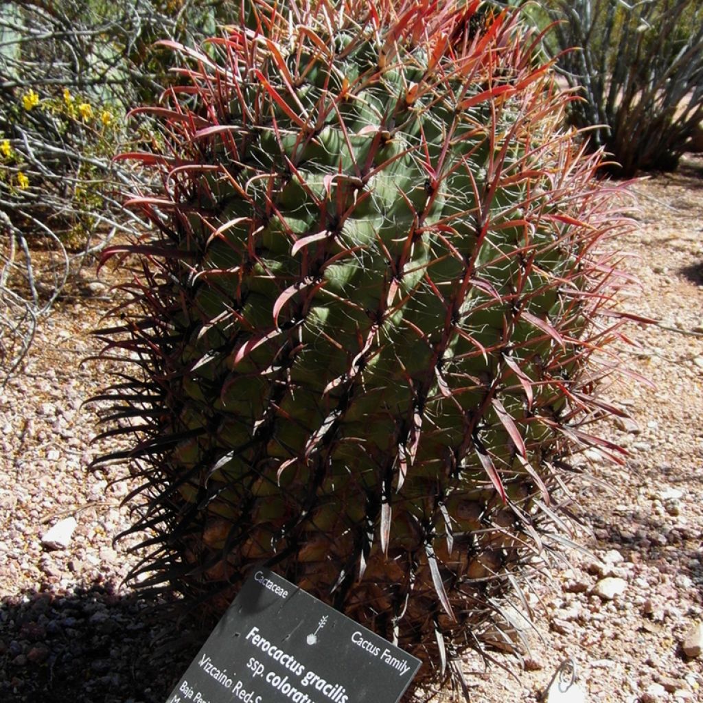 Ferocactus gracilis subsp. coloratus