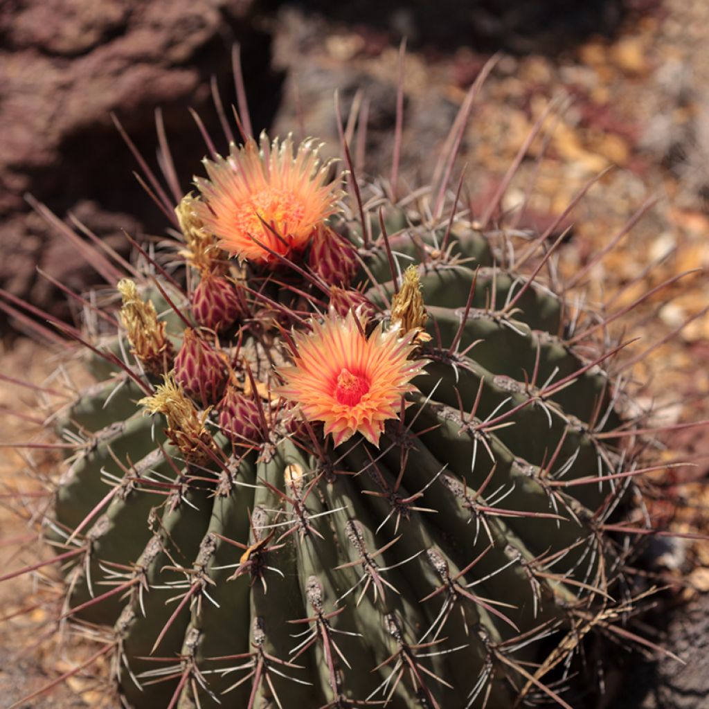 Ferocactus emoryi subsp. rectispinus
