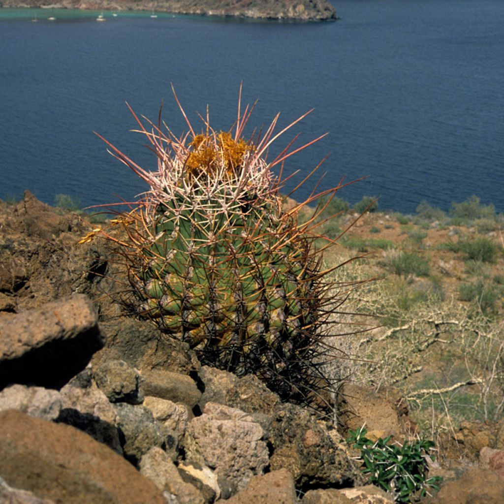Ferocactus emoryi subsp. rectispinus