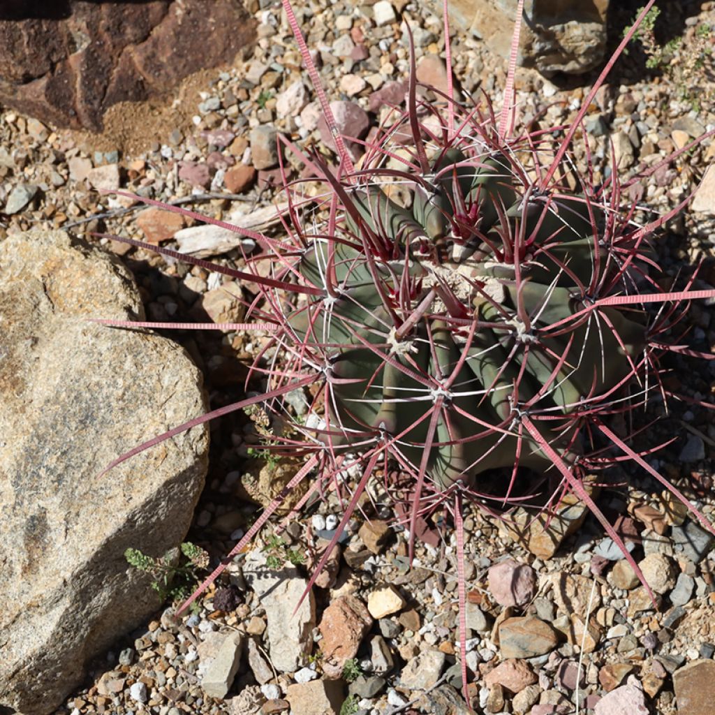 Ferocactus emoryi subsp. rectispinus
