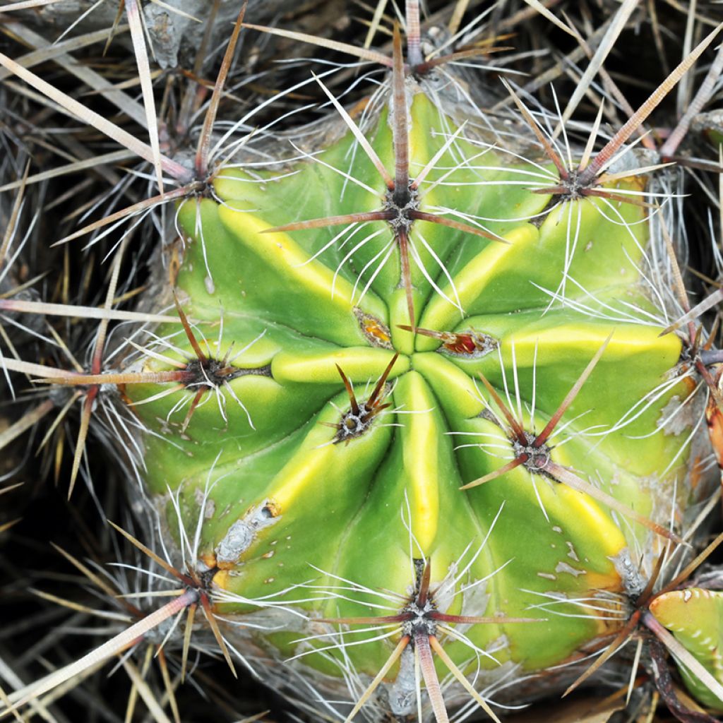 Ferocactus robustus