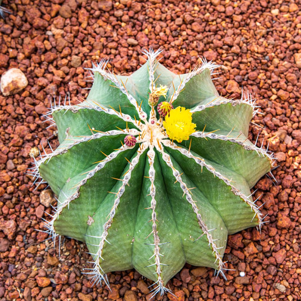Ferocactus schwarzii