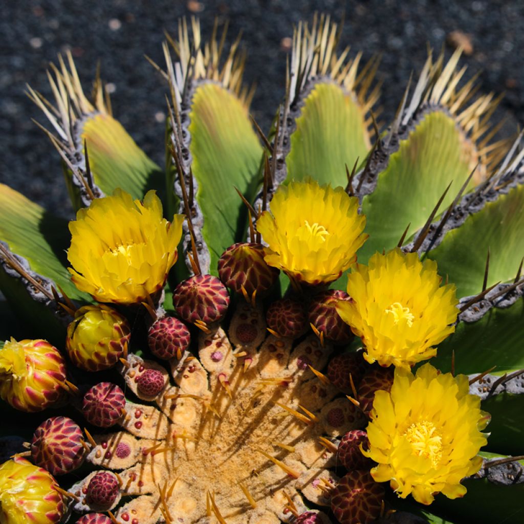 Ferocactus schwarzii