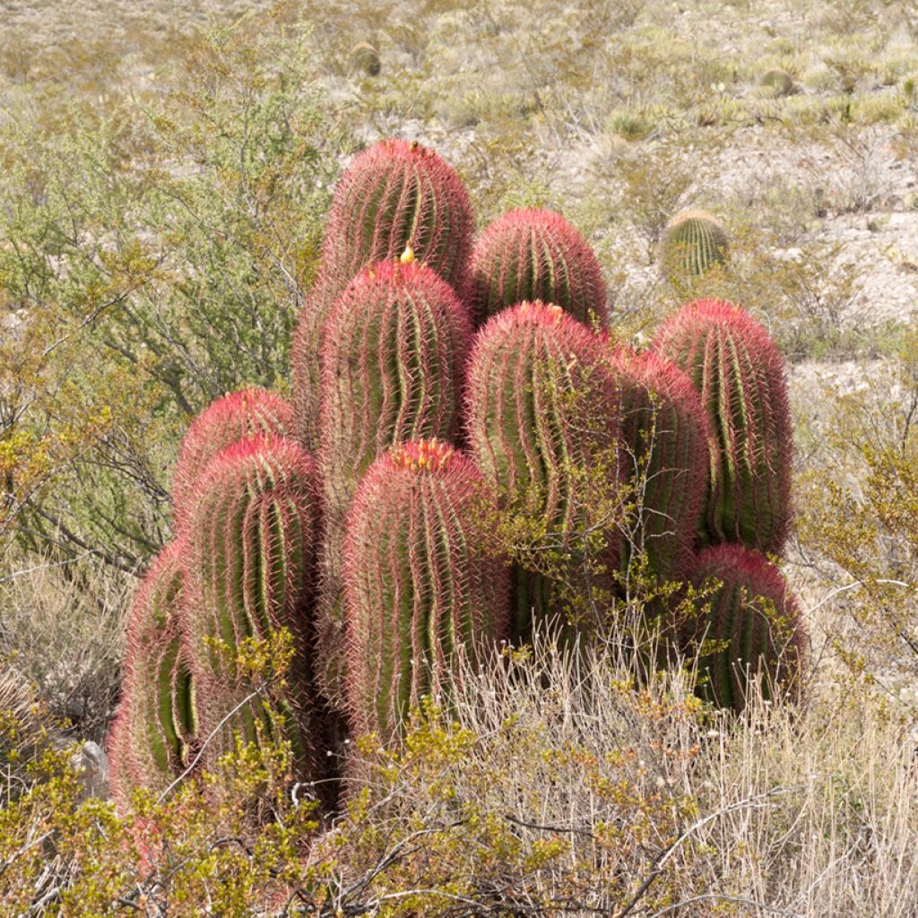 Ferocactus stainesii