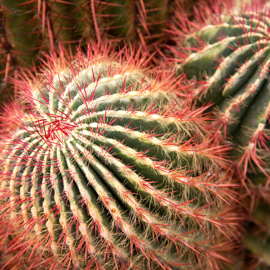 Ferocactus stainesii