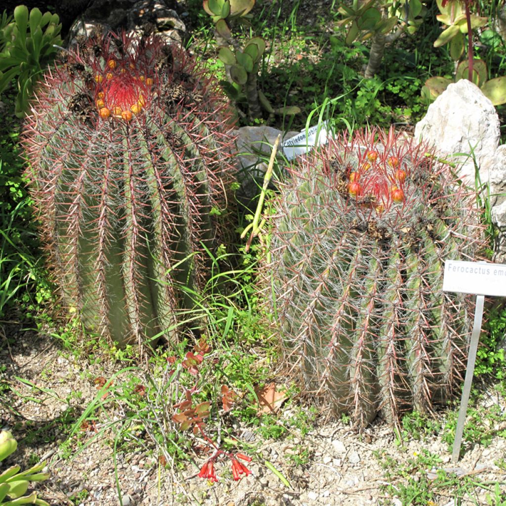Ferocactus emoryi